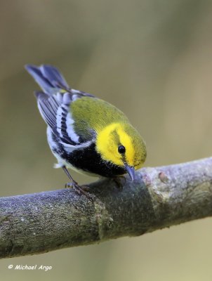 Black-throated Green Warbler 