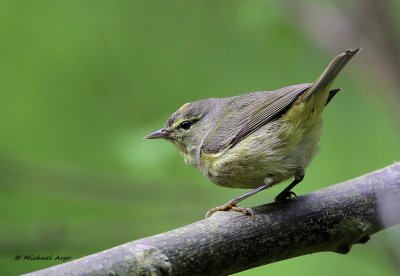 Orange-crowned Warbler