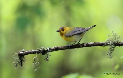 Prothonatary Warbler 