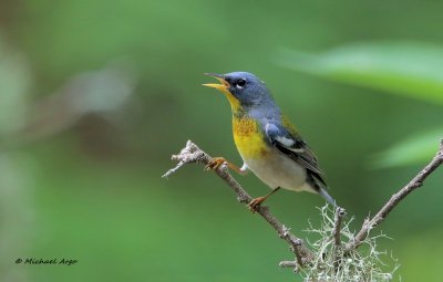 Northern Parula.