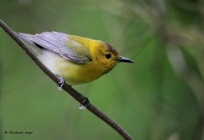 Prothonatary Warbler.