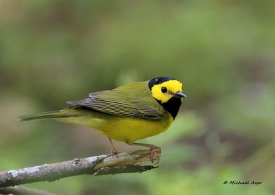 Hooded Warbler