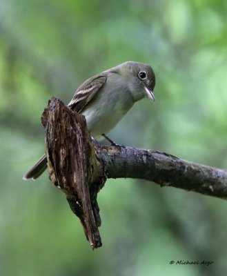 Acadian Flycatcher