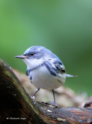 Cerulean Warbler