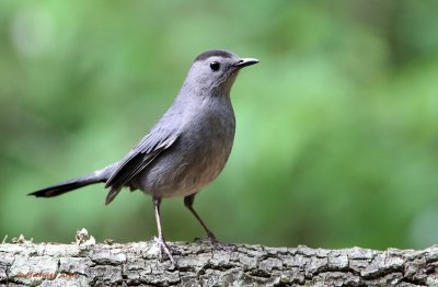 Grey Catbird