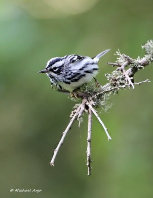 Black and White Warbler