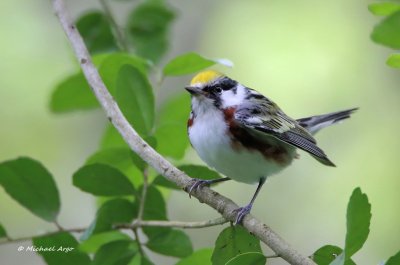 Chestnut-sided Warbler