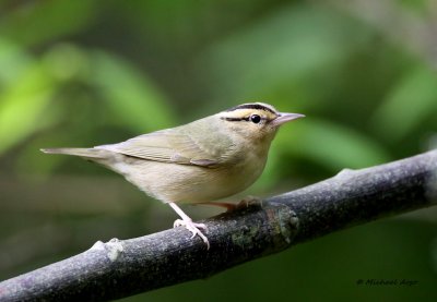 Wormeating Warbler.