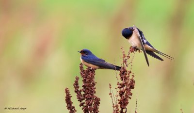 Barn Swallows