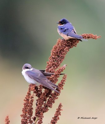 Barn Swallows 