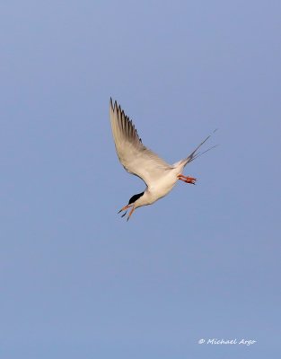 Foresters Tern.