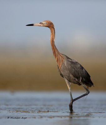 Reddish Egret