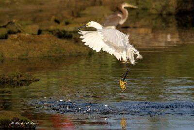 Snowy Egret.