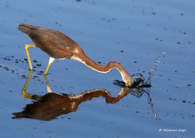 Tri-colored Heron