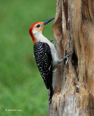 Red-bellied woodpecker.