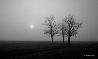 Trees in Fog