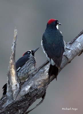 Acorn Woodpecker 