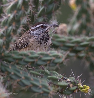 Cactus Wren.