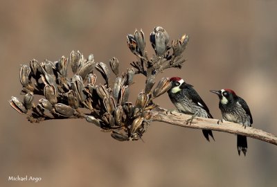 Acorn Woodpecker 8.jpg