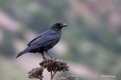 Raven 1.jpg