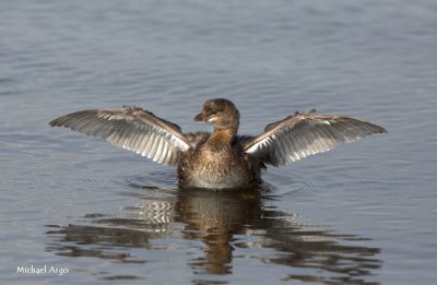 Pied-billed Grebe 5.jpg