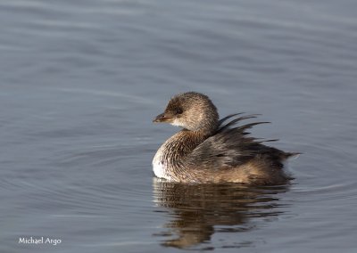 Pied-billed Grebe 7.jpg