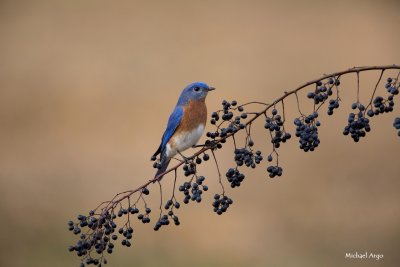 Eastern Bluebird