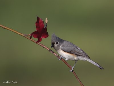 Tufted Titmouse.jpg