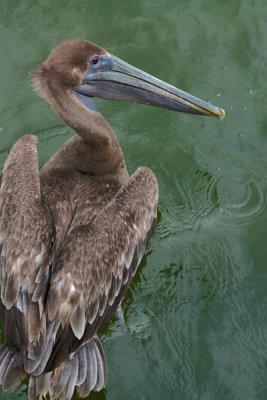 Pelican Anna Maria