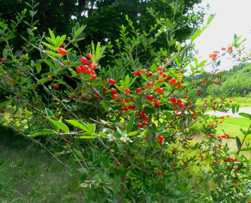 Bells Honeysuckle (invasive)