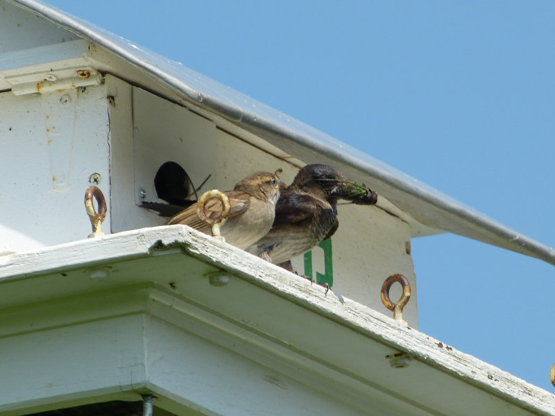 Purple Martin and friend