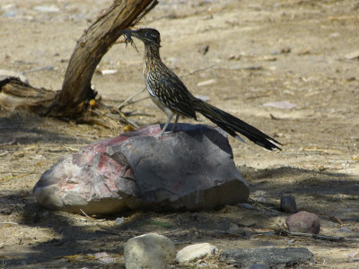 Roadrunner with his lunch, small lizard (DVNP)