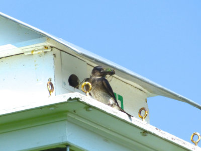 Purple Martin with Cicada