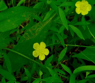 Common Cinqfoil.jpg