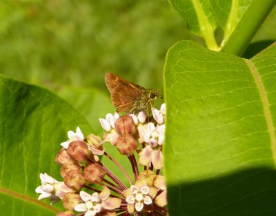 Skipper sp.