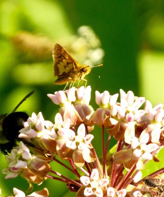 Peck's Skipper.jpg