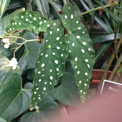 Leaves of Begonia maculata (NYBG)