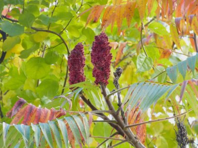 Staghorn Sumac.jpg