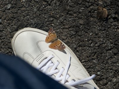 Hackberry Emperor on my shoe.jpg