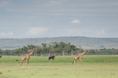 Kenya2015 (129).jpg