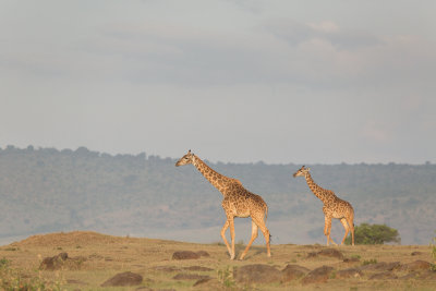 Kenya2015 (168).jpg