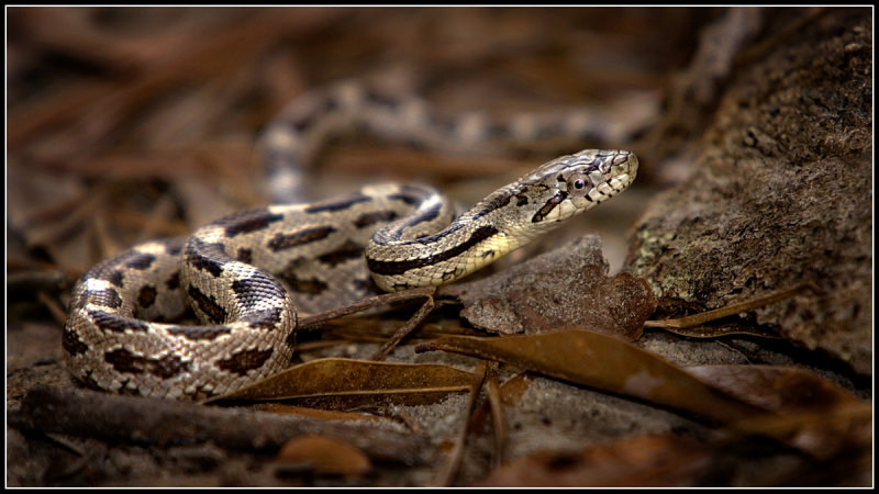 Gray Rat Snake (Elaphe obsoleta spiloides)