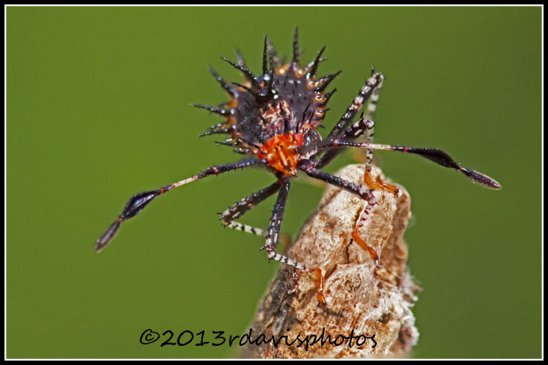 Unidentified Hemipteran