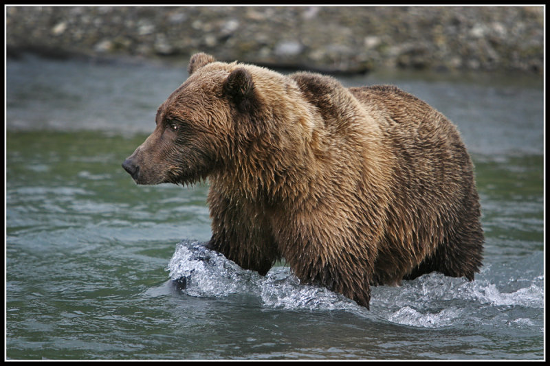 Alaska Brown Bear