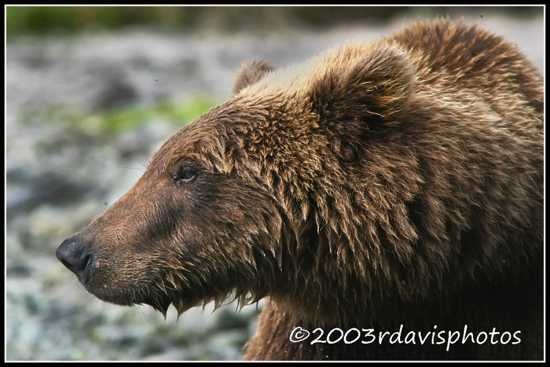 Alaska Brown Bear