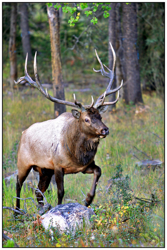 Elk