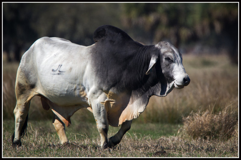 Brahma Bull