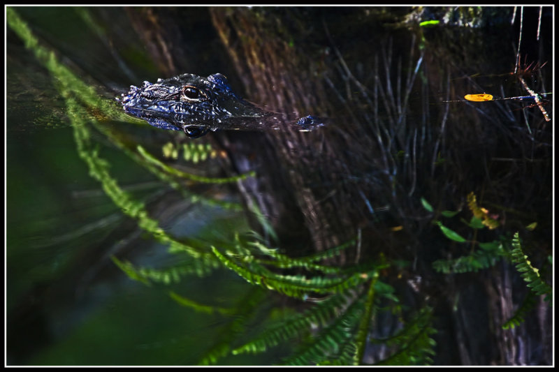 American Alligator
