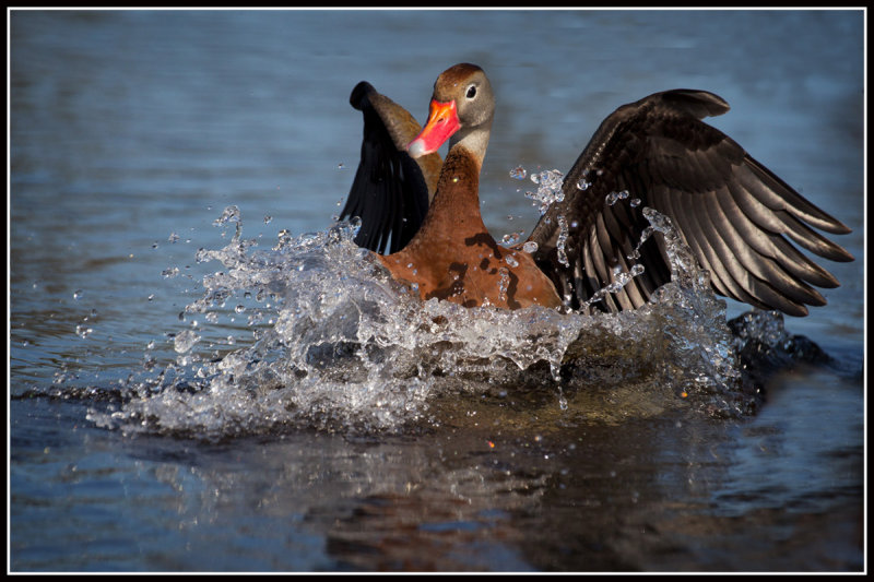 Black-bellied Whistling Duck