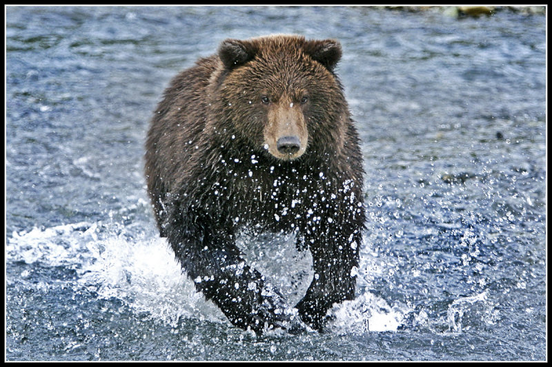 Alaskan Brown Bear